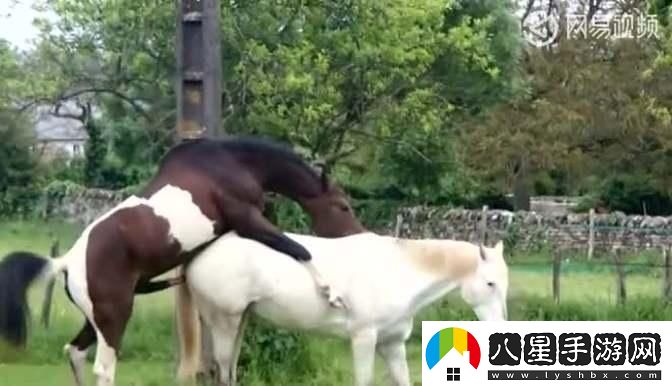 無(wú)人工干預的驢馬膠配方