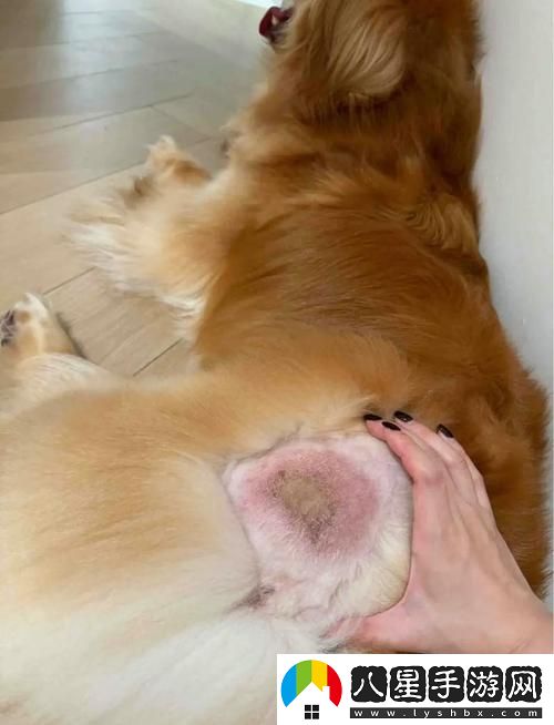 美國人與動(dòng)物膠配方大全圖片