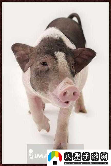 ZOOM與動(dòng)物ZOOM大全美國上線(xiàn)