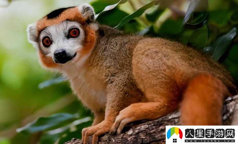 人馬畜禽companylimited