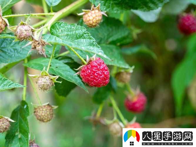 精產(chǎn)國品一二三產(chǎn)區草莓穩居榜首