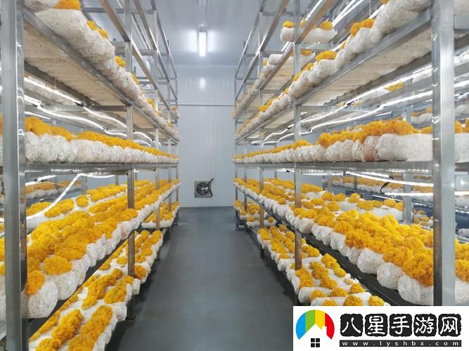 精產(chǎn)國蘑菇產(chǎn)品區火爆上線(xiàn)