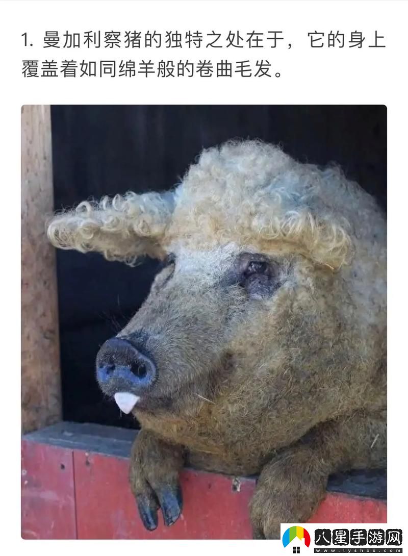 ZoomkooL牧場(chǎng)視頻豬