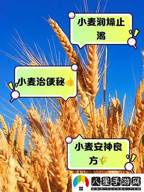 揭秘麥子的秘密2流暢不卡頓