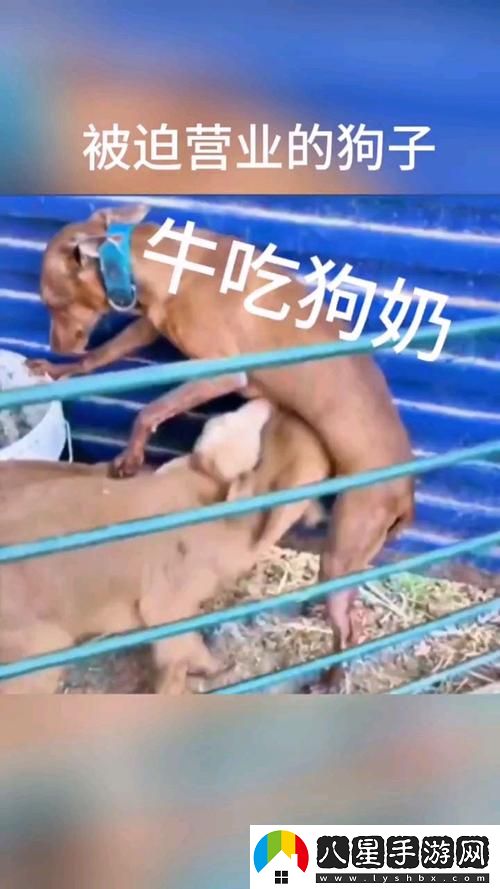 “公天天吃我奶躁我