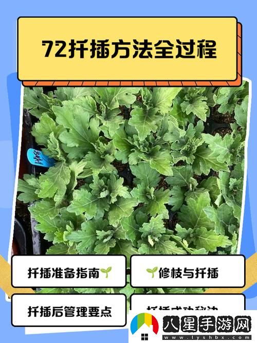 在床上的72種扦插方法