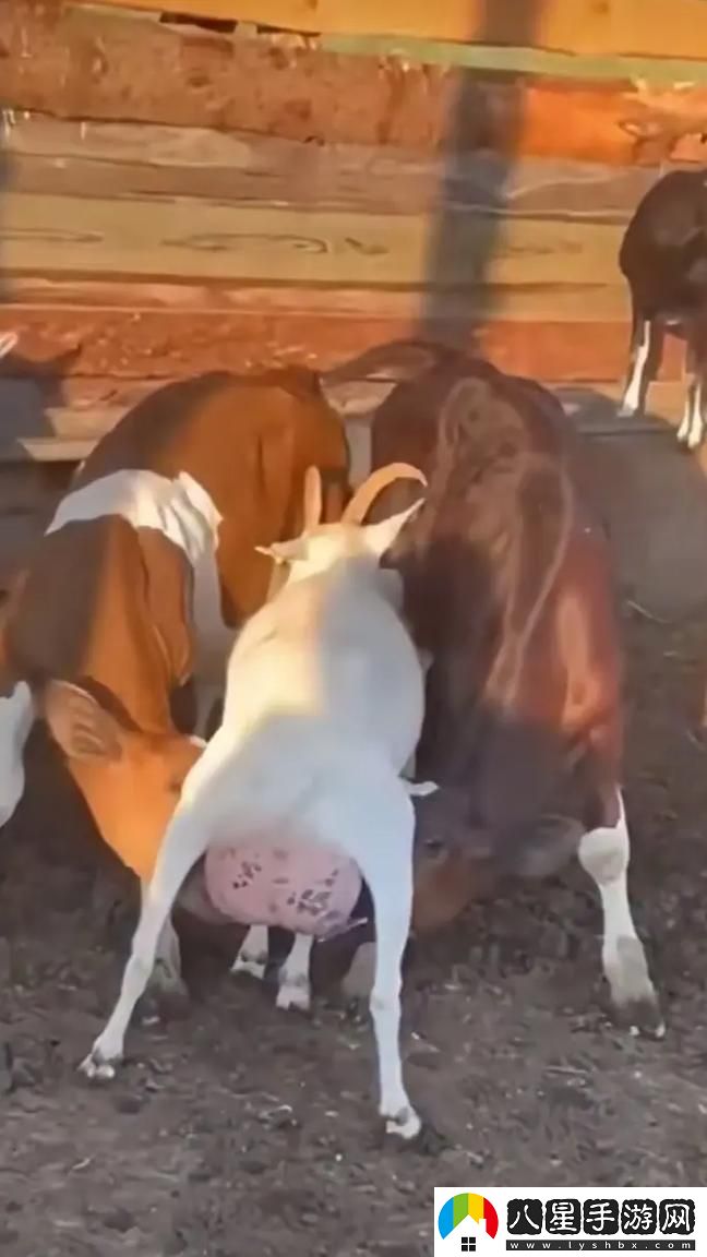 雙乳被一左一右吃著(zhù)奶流暢不卡頓